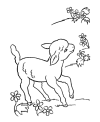 Lamb page to color